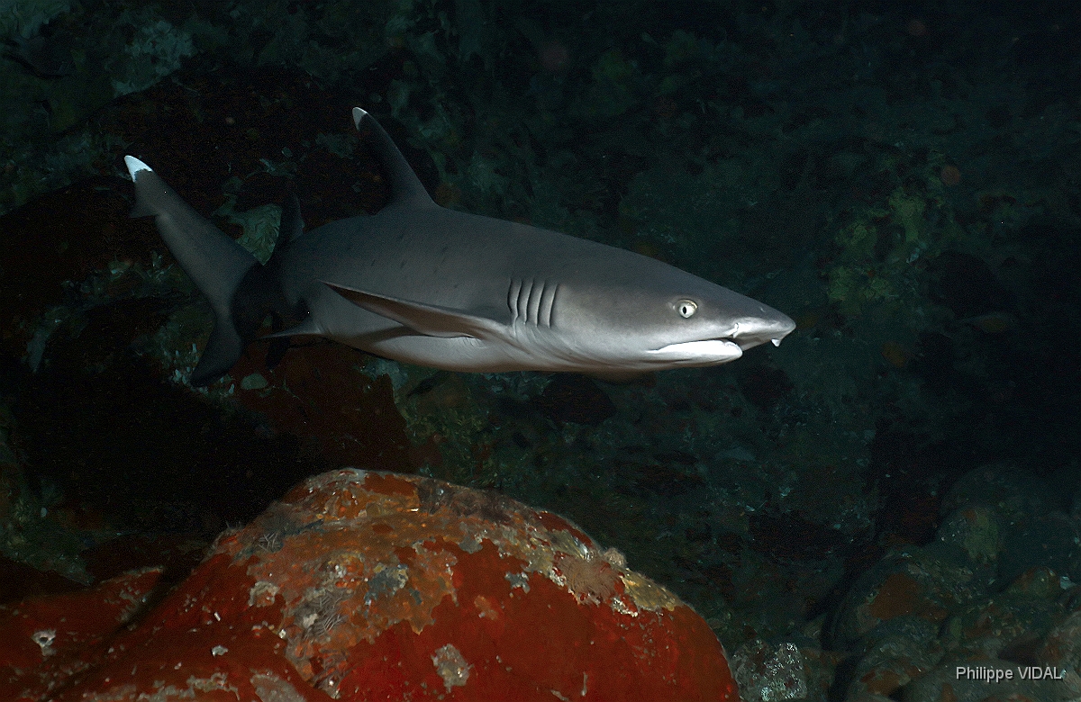 Bali 2016 - Whitetip reef shark - Requin corail - Triaenodon obesus - IMG_6008_rc.jpg